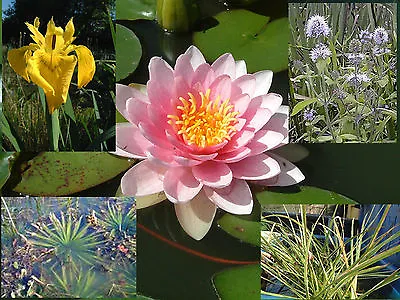 Starter Pack Pond Plants Water Lily Marginal Reed Rush Grass Aquatic Bog Iris  • £74.95