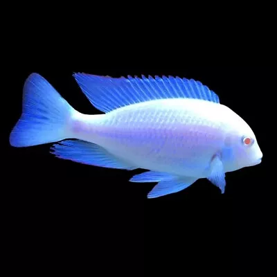 Albino Blue Dolphin Cichlid | Cyrtocara Moorii «Albino» | Lake Malawi Cichlid • £46.81