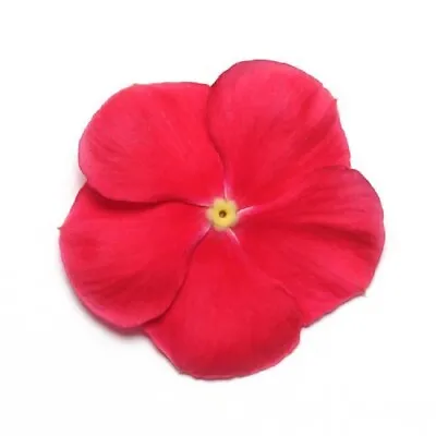 Vinca Seeds 50 Seeds Mediterranean XP Red NEW • $4.75