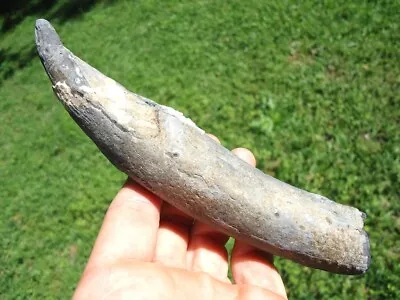 Huge Sperm Mammal Tooth Florida Fossils Ice Age Extinct Teeth Jaw Bones Skull Fl • $69