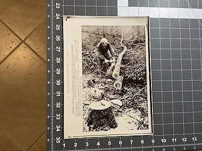 Vintage Logging Press Photo Logger Chopping Log Into Pieces Chainsaw • $13.99