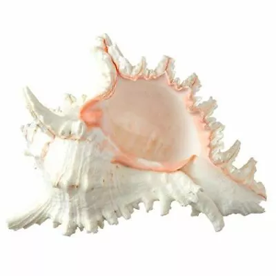 Collector Shell | 1 Murex Ramosus Shell 7 -9  | Display & Decor • $32.99