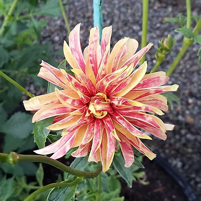 'Giraffe' - Novelty Fully Double Dahlia Tuber - Red & Yellow Barred Flowers • $19.95