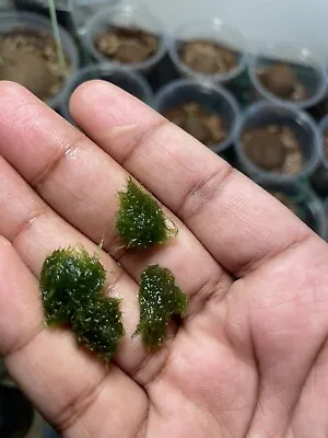 3 Pieces Marimo Moss 0.5-0.75 Inch  Cladophora Live Plant Aquarium In USA. • $3.99