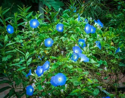 1400+  Heavenly Blue Morning Glory Seeds BULK Untreated | Blue Flowers Vine • $9.99