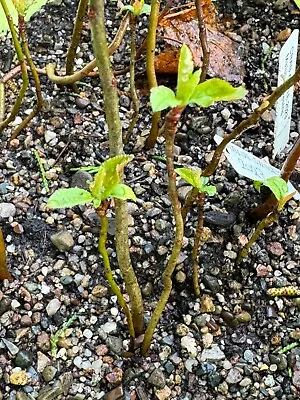 Crab Apple 'Malus Sylvestris'   Bonsai Approx 7 Ins Tall - 18 Months Old • £7.99