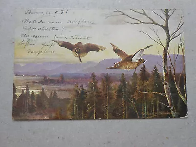 CPA Artist Muller Jun Birds In Flight Series 844 - 1902 • $5.33