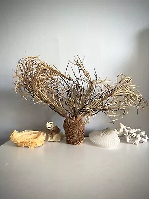 Natural Dried Beidge Sea Coral Coastal Home Decor Natural Sea Coral • $49.97