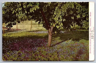 Vintage Postcard WA Vancouver Prune Tree Prunes On The Ground Divided Back-12744 • $1.92