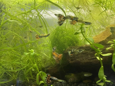 $15 • Buy 10+1 Fancy Guppies Live Fish