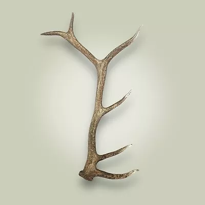 Naturally Shed Elk Antler Rack Single 6 Point Grade A 39   Beautiful • $255