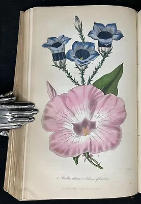 1842 HARRISON The Floricultural Cabinet & Florist's Magazine VOL X & XI PLATES • £4.99