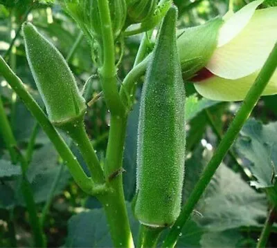 Okra Lady Finger Spineless Variety. 20 Seeds • $3.50