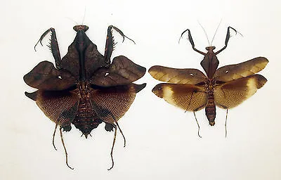 Mantidae - Mantis - Deroplatys Lobata (Pair) - Leaf-mimic - Malaysia (DL01/A) • $24.98