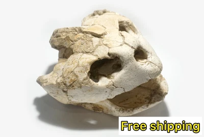 $2685 • Buy Fossilized Skull Of A Giant Sea Turtle / Lytoloma Elegans Bergounioux Cretaceous