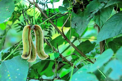 Mucuna Pruriens Flower Seeds Velvet Bean Black Seed Variety 10 Seeds • $9.99