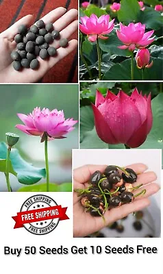 Nelumbo Nucifera Lotus Flower Seeds From Sri Lanka Seeds Freeshipping 200+ • £86.77