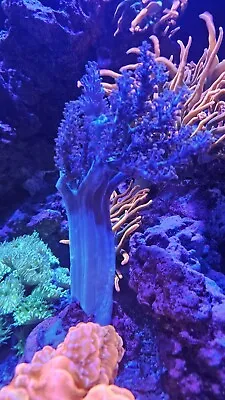 Blue Pineapple Tree Coral - Live Coral - QCR (Queen City Reefs) - Soft Coral • $24.99