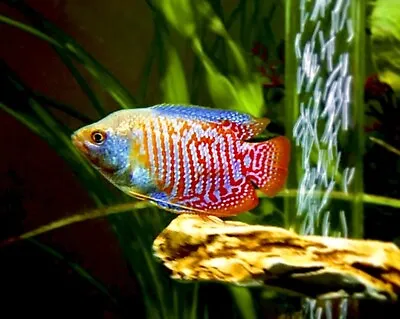 Rainbow DWARF GOURAMI - PEACEFUL COLOURFUL FRESH WATER AQUARIUM FISH • £5.99
