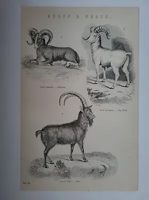 Antique Print 1870 Sheep And Goats Engraving Ammon Big Horn Ibex • $10.58