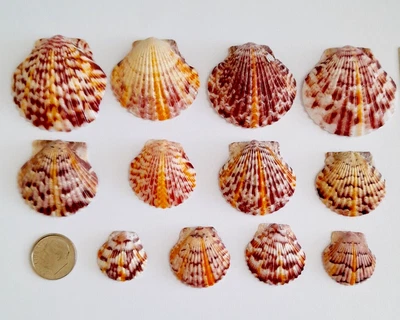 $5.99 • Buy 12 Sunrise Calico Scallop Seashells From Sanibel FL - RARE - Hand Picked Cleaned