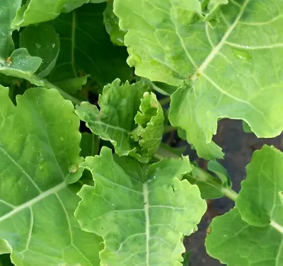 Daubenton Perennial Winter Kale - Two Cuttings - Free UK Delivery! • £8.99