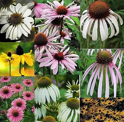 6 Echinacea/rudbeckia Mixed Medium Plug Plants - Hardy Perennials • £16.95