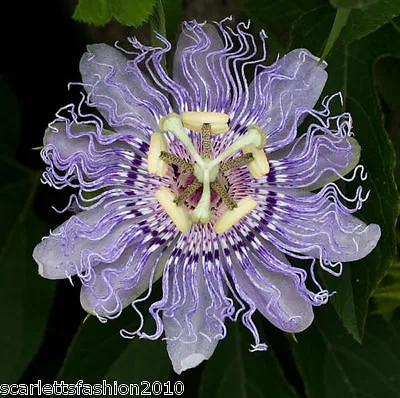£2.35 • Buy Passiflora Edulis   Flavicarpa Blue Passion Flower Fruits  20 Seeds