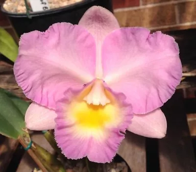 Orchid Plant 323. Cattleya  Lakehaven Pearl 'Colleen' FCCAOC Nice Mericlone In 9 • $50