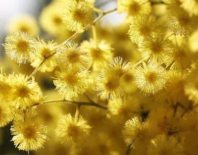 Acacia Dealbata ** Mimosa (1 Pianta A40-5x65x15) 20-40 Cm High • £10.27