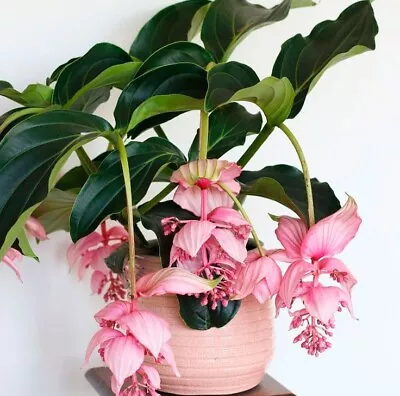 Pink Medinilla Plant Seeds Heirloom Very Beautiful Home Garden Decoration Flower • $4.99