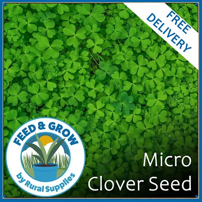 100% Micro Clover Seeds For Garden Overseeding Or New Lawn Easy Grow Premium • £7.50