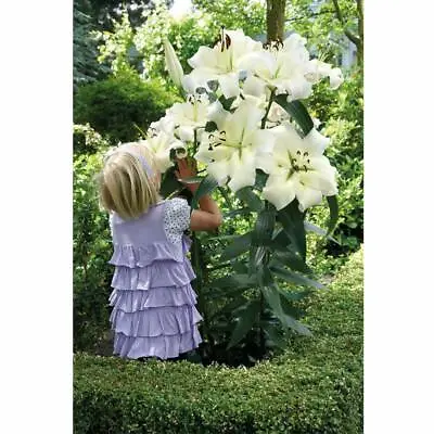 T&M Lily Pretty Women Oriental Lilium Hardy Garden Elegant Flowering Bulbs • £12.99