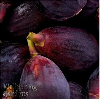 Beer's Black Fig (Dwarf Habit) - Ficus Carica - Live Plant • $17.99