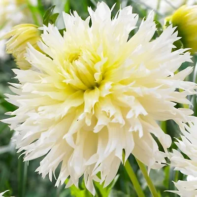 DAHLIA Ice Crystal - CACTUS FLOWERING - Garden Plant Bulb TUBER • £7.95