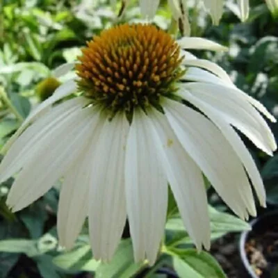 Echinacea - White Swan Primadonna - Kings Seeds Pictorial Pack - 150 Seeds • £2.60