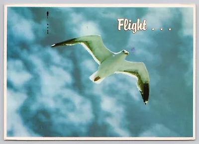 McAllen Texas Greetings From Gulf Coast Seagull In Flight Vintage Postcard • $6.39