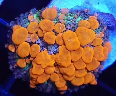 Reef Koi Bounce Mushroom * Live Coral Frag * AJ's Aquariums • $99.99