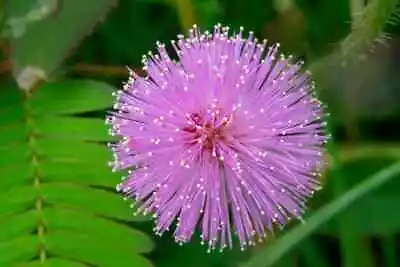 Mimosa Pudica The  Shy Flower   Sensitive Plant  Fresh Seeds And Fun To Grow • $2.27