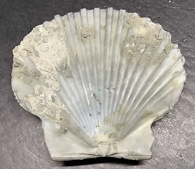 Rare Extinct Fossilized Scallop Shell Pleistocene Era “Argopecten Compailis” • $5