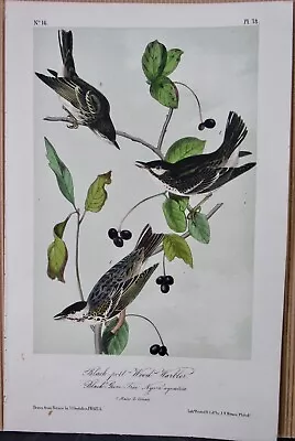 Black Poll Wood Warbler Audubon 2nd Edition 1850 Hand Colored  Litho J.t.bowen • $64.95