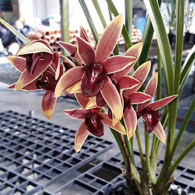 RFO Cymbidium Aussie Dreamtime 'Pakkret' • $25.30