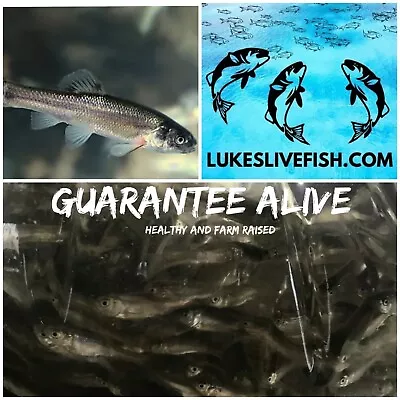 250+ Live Feeder Fish Black Tuffies/Fathead GUARANTEE ALIVE(FREE  - Shipping) • $55.99