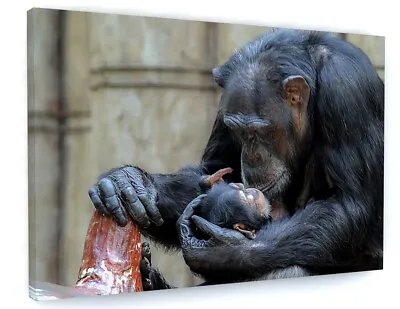 Cute Chimp Baby Monkey Wildlife Canvas Picture Print Wall Art 6435 • £21.98