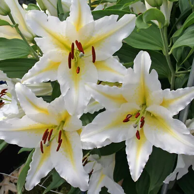 LILIUM Venezuela LILY LARGE BULBS PERENNIAL PRETTY GARDEN PLANT SUMMER FLOWERING • £10.99