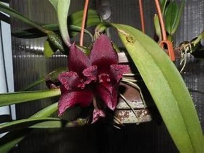 $33 • Buy Orchid Species- Bulbophyllum Cruentum PNG