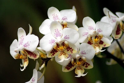 $150 • Buy FPOrchids Species Phal. Stuartiana Var Tipo X Sib