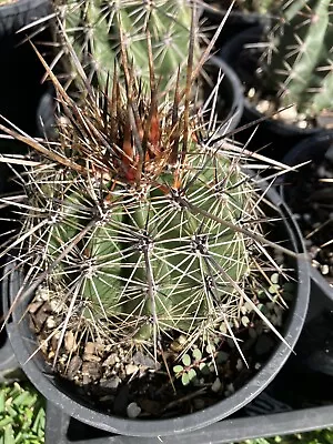 Carnegia Gigantea Saguaro Rare Cactus Succulent X 2 Plants • $60