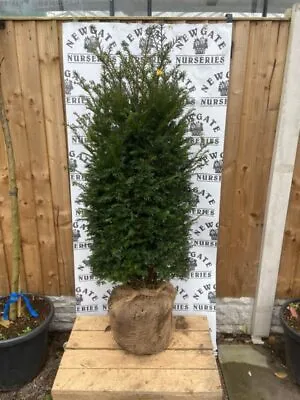10 X + Taxus Baccata (Common English Yew) Rootballed 100-125cm 3-4ft Ft Tall) • £330