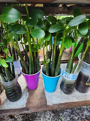 6 Red Mangrove 12  Propagules With Leaves & Roots Rhizo Mangle Aquarium Plants • £28.90
